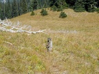 A marmot in Berkeley Park at Mt. Rainier National Park.