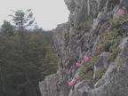 Pennstamon growing near the summit of Larch Mountain.