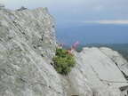 Pennstamon growing near the summit of Larch Mountain with the Columbia River in the background.