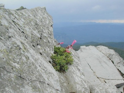 Pennstamon growing near the summit of Larch Mountain with the Columbia River in the background.