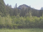 Looking at the summit of Larch Mountain from a marshy area along the trail.