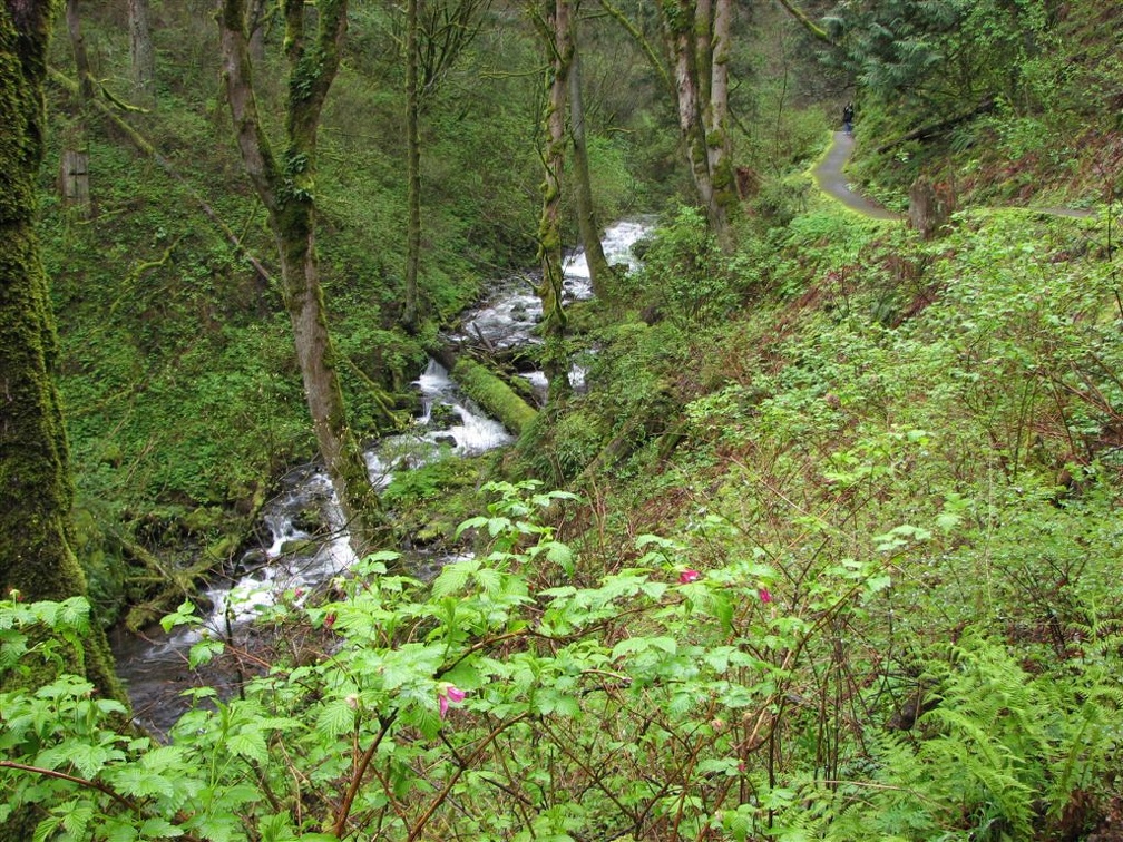 Latourell Creek from the trail