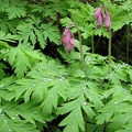 Bleeding Hearts blooming in April along the trail