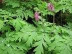 Bleeding Hearts blooming in April along the trail