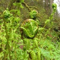 Fern Fiddleheads unfurling for the sprint to summer along the Latourell Falls Trail