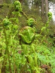 Fern Fiddleheads unfurling for the sprint to summer along the Latourell Falls Trail
