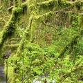 Mosses showing their spring color along the Latourell Falls Trail