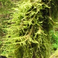 A close look at Mosses growing on a branch along the Latourell Falls Trail