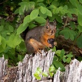 Red Squirrel