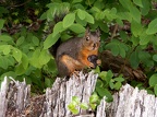 Red Squirrel