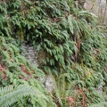 Ferns growing along the trail.