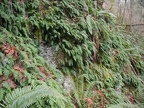 Ferns growing along the trail.