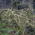 A mossy tree along the trail.