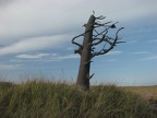 This is two ton bronze statue of a tree Stone near the end of the Lewis and Clark Discovery Trail at Long Beach, WA. The stump of the sculpture has an inscription on it.