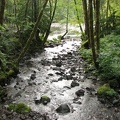 A small stream flowing into the Lewis River along the Lewis River Trail.
