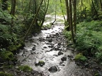A small stream flowing into the Lewis River along the Lewis River Trail.