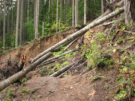 Trail slide and reroute along the Lewis River Trail.