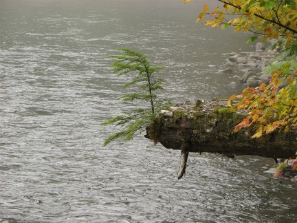 Nurse Log hanging over the Lewis River along the Lewis River Trail.