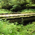 Mossy wood bridge on the Lewis River Trail.