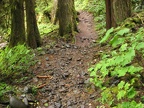 A rocky section of the Lewis River Trail near the Bolt Shelter.