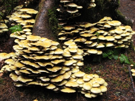 Mushrooms blooming above the Lewis River near the Lower Falls Recreation Area Campground.