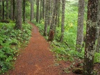 Lewis River Trail near the Lower Falls Recreation Area Campground.