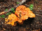 Orange fungus along the Lewis River Trail.