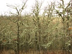 Lichen covered oak trees line parts of the trail above the Columbia River.