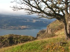 An oak tree frames this view looking west into the Columbia River Gorge.