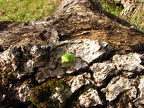 An interesting looking green bug walks very slowly in the chilly weather near the cherry orchard. This must be a tough bug to withstand the freezing nighttime temperatures.