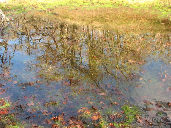 A small pond along the Cherry Orchard Trail provides a watering place for small animals and insects. Oak trees reflect on the still surface.