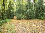 Fall leaves in a small clearing on Fire Lane 3 in Portland, Oregon.