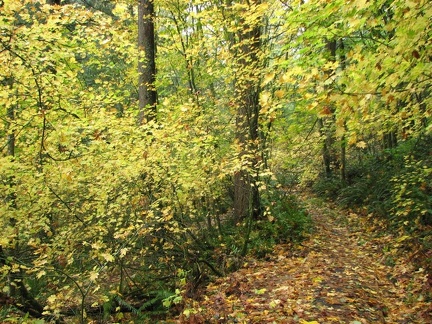 Fall leaves on the Wildwood Trail at Forest Park in Portland, Oregon.