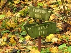 Southern end of the Maple Trail on the Wildwood Trail at Forest Park in Portland, Oregon.