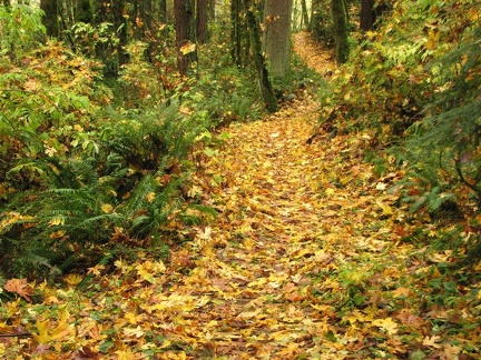 Fall leaves on the Maple Trail at Forest Park in Portland, Oregon.