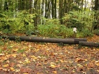 Leif Erikson Drive showing the log barrier on the eastern side and the continuation of the Maple Trail just beyond the log barrier.