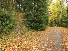Extending the hike on the Maple Trail leads back to Leif Erikson Drive and this unnamed trail junction.