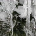 Closeup of Icicles decorating all the trees on 4th Crossing Trail along one of the forks of the Paradise River.