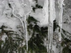 Closeup of Icicles decorating all the trees on 4th Crossing Trail along one of the forks of the Paradise River.