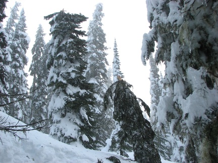 Snow, ice, and wind was too much for this tree which snapped in two. The top augered into the snow. 