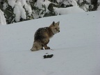 A fox came by camp in the morning but didn't stay long. There was enough crust on the snow that the fox just walked right on top.