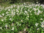 Avalanche Lillies carpet parts of the ground in Eden Park.