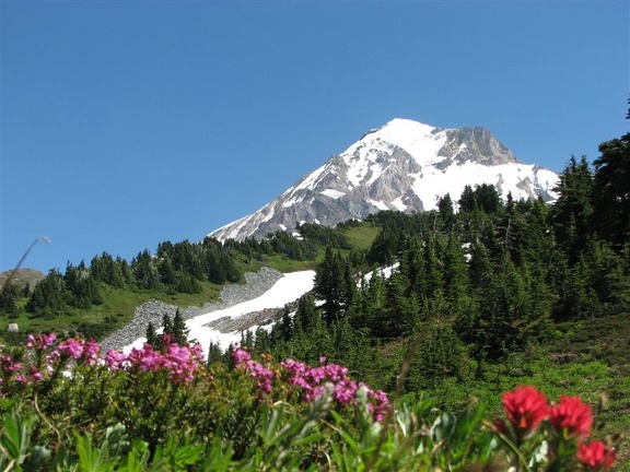 Wildflowers bloom in meadows along the Timberline Trail.