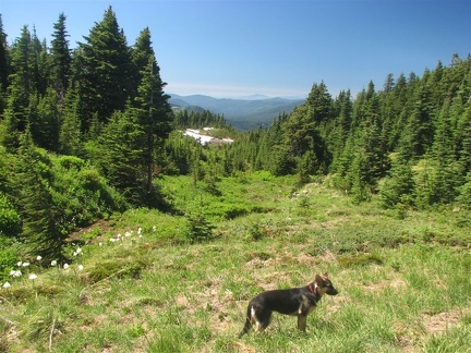 Jasmine enjoys a break from hiking on the McNeil Point Trail. Mountain trails are a great place to get away from summer heat in the city.