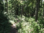 The lower portion of the Mazama Trail has dappled sunlight on the trail.