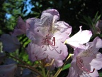 Rhododendrons bloom along the Mazama Trail but the blooms appear sparse.