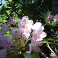 Rhododendrons bloom along the Mazama Trail but the blooms appear sparse. Parts of the forest are covered by the bushes.