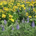 Balsamrood and Lupines carpet the ground on the pleateu above the Columbis River at the Tom McCall Nature Preserve.