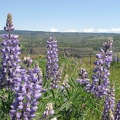 Lupines blooming in the meadows at the Tom McCall Nature Preserve.