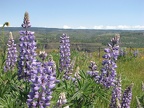 Lupines blooming in the meadows at the Tom McCall Nature Preserve.